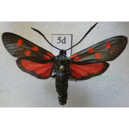 Zygaena angelicae Ochsenheimer, 1808 Kraśnik dzięgielowiec Slovakia5d